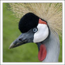"Grey Crowned Crane"